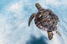 Turtle snorkeling experience