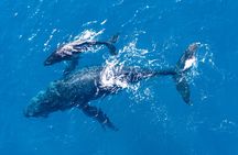 Lagos half-day dolphin-watching cruise