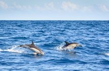 Lagos half-day dolphin-watching cruise
