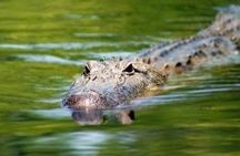 Louisiana's swamp tour