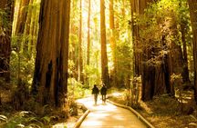 San Francisco Hop-On Hop-Off and Muir Woods Tour