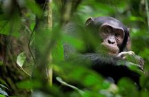 Chimpanzee Eden and Botanical Gardens private tour from Hazyview