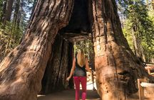 Yosemite and Giant Sequoias guided day tour from San Francisco