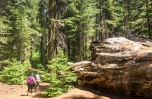 Yosemite and Giant Sequoias guided day tour from San Francisco