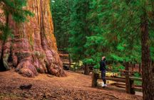 Yosemite and Giant Sequoias guided day tour from San Francisco