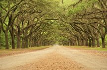 Wormsloe Historic Site and Bonaventure Cemetery Tour