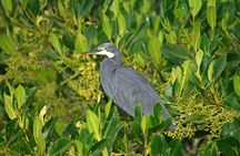 Full-day South Gambia safari with lunch in Sanyang village