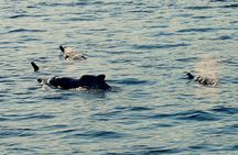 Fjords of Musandam dhow cruise half-day with drinks and fruit
