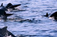 Private half-day dhow cruise from Khasab