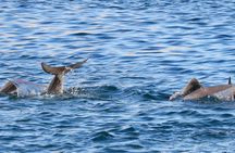 Private full-day dhow cruise from Khasab