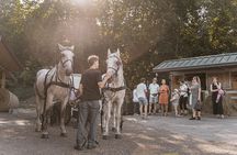 Secrets of the Viennese Fiaker and carriage ride in Vienna
