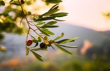 Olive grove and olive oil tasting full day tour from Athens