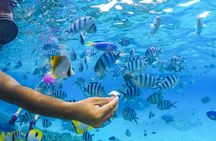 Bora Bora lagoon full-day cruise with barbeque lunch