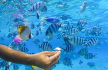 Bora Bora lagoon half-day cruise with snorkeling