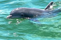 Frisky Mermaid dolphin tour at Pensacola Beach