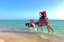 Obhur and beach full-day trip from Jeddah