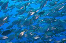 Try Scuba Diving Experience in Madeira