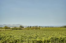 Light lunch in a vineyard in Kos