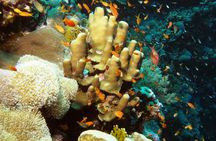 Ras Mohamed National Park jeep tour from Sharm