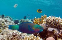 Ras Mohamed National Park jeep tour from Sharm