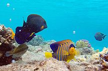 Ras Mohamed National Park jeep tour from Sharm