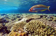 Ras Mohamed National Park jeep tour from Sharm