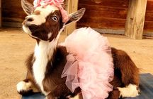 Goat Yoga Class with Mimosa and Farm Tour in Houston