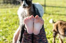 Goat Yoga Class with Mimosa and Farm Tour in Houston