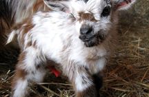 Baby goat snuggle session In Houston