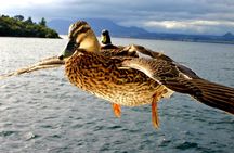Scenic Cruise to the Ngātoroirangi Māori rock carvings with live fishing demonstration