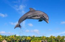 Delphinus dolphin experiences at Playa Mujeres – ticket only