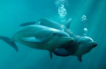 Delphinus dolphin experiences at Playa Mujeres – ticket only