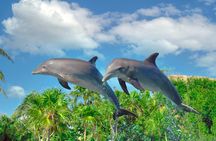 Delphinus dolphin experiences at Playa Mujeres – ticket only
