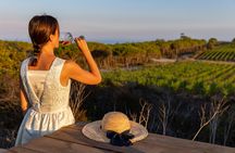 Wine tasting and visit to Ripalte design winery