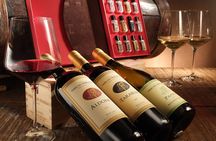 Sensory wine tasting at Terre del Marchesato winery