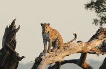 Kruger National Park afternoon private safari