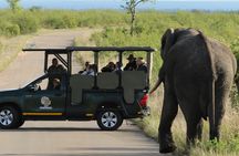 Kruger National Park afternoon private safari