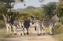 Kruger National Park afternoon private safari
