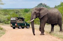 Kruger National Park morning private safari
