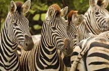 Kruger National Park morning private safari