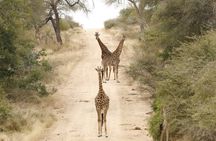 Kruger National Park morning private safari
