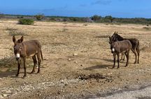 Donkey sanctuary tour with a local guide