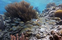 Snorkel trip with local guide in Bonaire