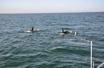Whale watching luxury yacht cruise in Reykjavik