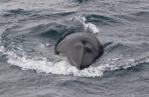 Whale watching luxury yacht cruise in Reykjavik
