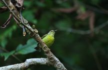 Desaru Coast birdwatching guided experience