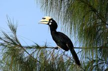 Desaru Coast birdwatching guided experience