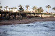 Three Pools snorkeling, 4x4 Oasis safari, camel ride, lunch in Dahab