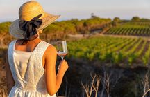 Wine tasting and visit to Ripalte design winery