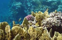 Private boat and snorkeling experience with lunch in Hurghada